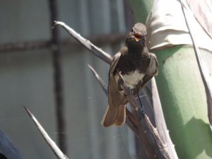 Olive-Sided Flycatcher (I believe)