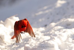 Cardinal Landing