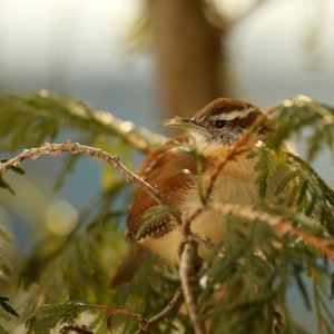 Carolina Wren