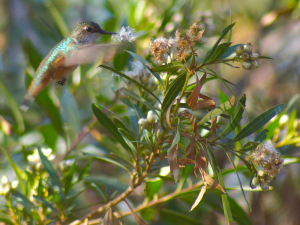 Allen's Hummingbird