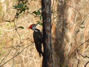 Pileated Woodpecker