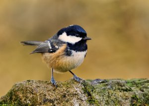 Coaltit