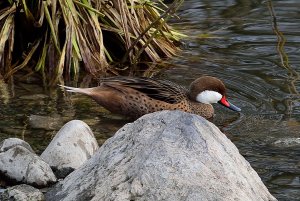 white-cheeked pintail