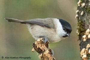 Marsh Tit