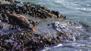 Black Oystercatcher