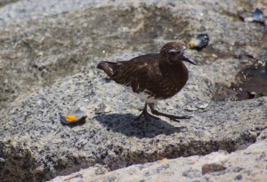 Black Turnstone