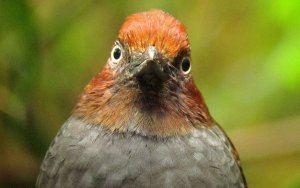 Chestnut-naped Antpitta - Grallaria nuchalis 4 - Rio Blanco, C Andes