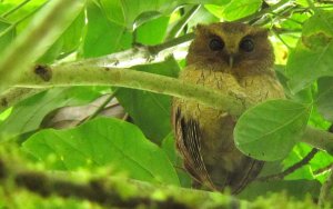 Near-endemic Colombian Screech-Owl - Megascops colombianus 1 - Otun, C Ande