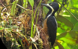Powerful Woodpecker - Campephilus pollens 2 - Montezuma, W Andes