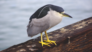 Black-crowned Night-Heron