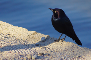 Pegleg Brewer's Blackbird