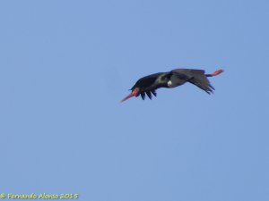 Black stork in flight