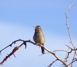 Cactus Wren