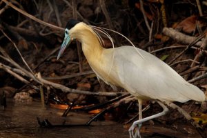 Capped Heron