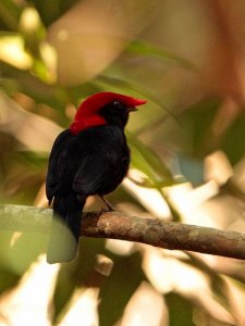 Helmeted Manakin