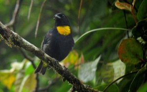 Near-endemic Golden-chested Tanager - Bangsia rothschildi 1 - Anchicaya, W 