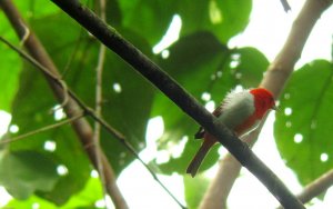 Near-endemic Scarlet-and-white Tanager - Chrysothlypis salmoni - Anchicaya,