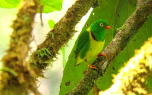 NEW FOR OPUS! - Near-endemic Yellow-collared Chlorophonia - Chlorophonia fl