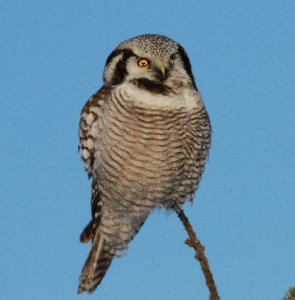 Northern Hawk Owl