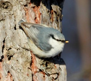 Eurasian Nuthatch sp. asiatica