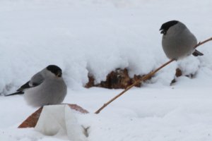 Eurasian Bullfinches