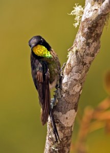 Black-Backed Thornbill  (Ramphomicron dorsale)