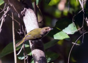 Pale-Eyed Pygmy-Tyrant  (Atalotriccus pilaris)