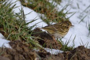 Meadow pipit