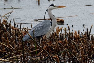 Grey heron