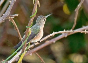 Buffy Hummingbird (Leucippus fallax)