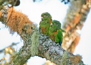 Santa Marta parakeet (Pyrrhura viridicata)