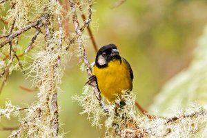 Santa Marta brush finch (Atlapetes melanocephalus)