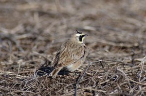 Horned Lark