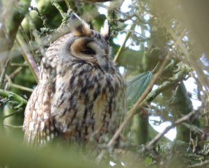 Long Eared Owl at BMW
