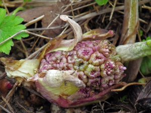 Butterbur