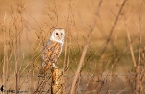 Barn Owl at Wheldrake Ing Yorkshire
