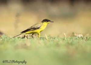 black-headed yellow wagtail