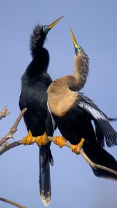 anhinga's courting behaviour