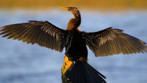 Anhinga