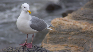 Glaucous-winged Gull