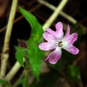 Red Campion