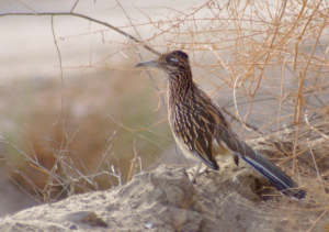 Greater Roadrunner