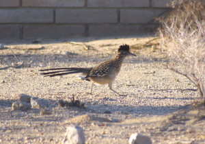 Greater Roadrunner