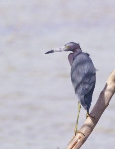 Little Blue Heron