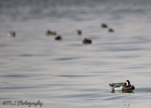 Garganey