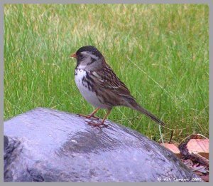 Harris' Sparrow