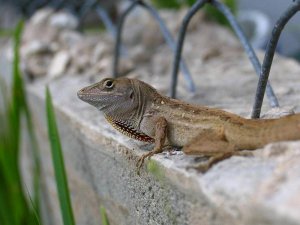 Anole Lizard