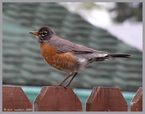 Female American Robin