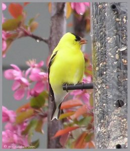 American Goldfinch