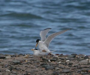 Little Terns